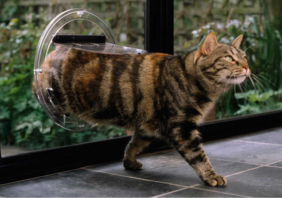 Cat Door Insert in Glass for Front Door Panels, Patio Doors and Sliding Doors - Obrien Australia